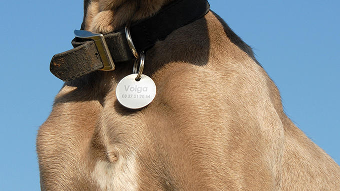 Engraving of dog tags