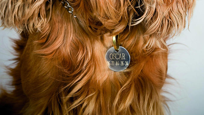 Personalised engraving of a pet discs